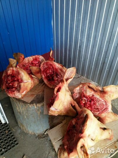 Головы свиные+уши,язык.Беспл. доставка по г.Рязани