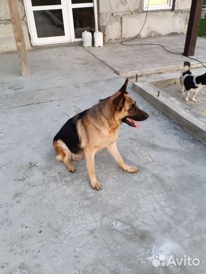 Немецкая овчарка