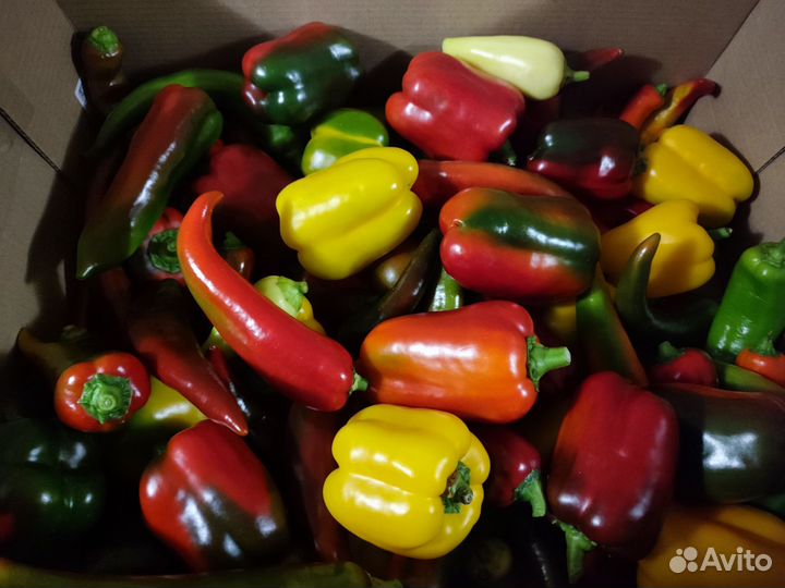 Перец сладкий