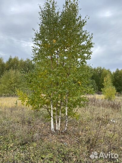 Ель/сосна/береза высшего качества оптом зкс