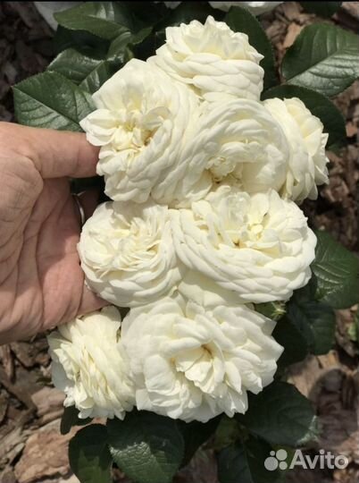 Роза Артемис