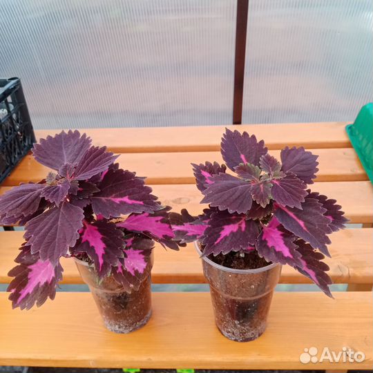 Колеус, статица,лобелия,бархатцы,седум(очиток)