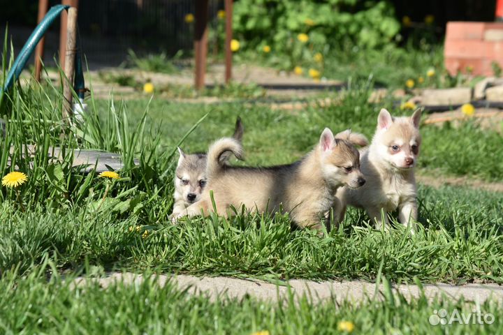 Щенки аляскинского кли кая. Видео