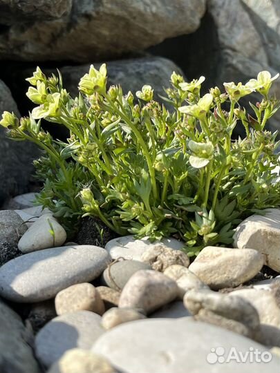 Камнеломка арендса (многолетние растения)