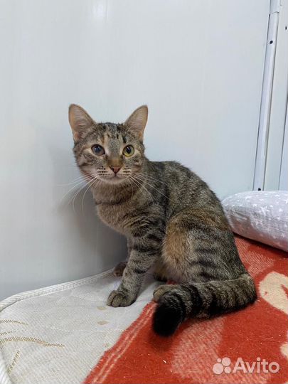 Кошка в добые руки девочка