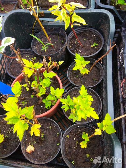 Пузыреплодники