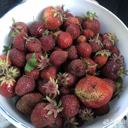 Рассада клубники