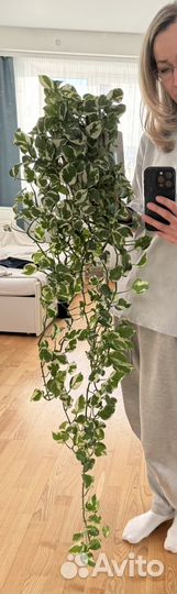 Сциндапсус нджой, энджой