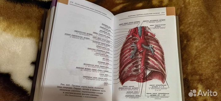 Атлас. Анатомия человека