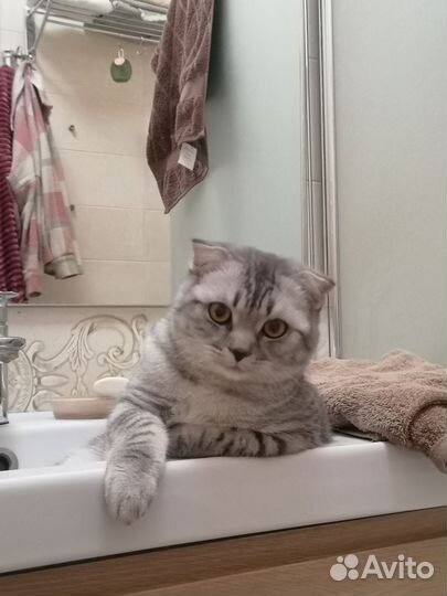 Шотландский вислоухий кот на вязку