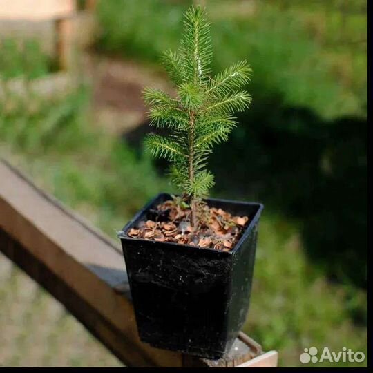 Саженцы хвойных деревьев