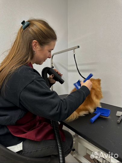 Груминг собак. Экспресс линька