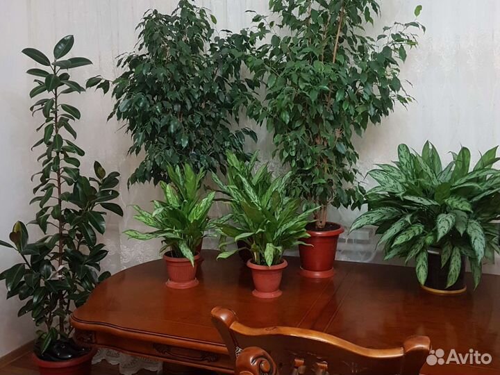 Фикус бенджамина