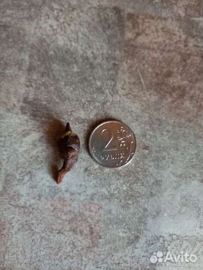 Алоказия шкура дракона