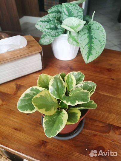 Плющ, Сингониум, Монстера, Эпипремнум, Пеперомия