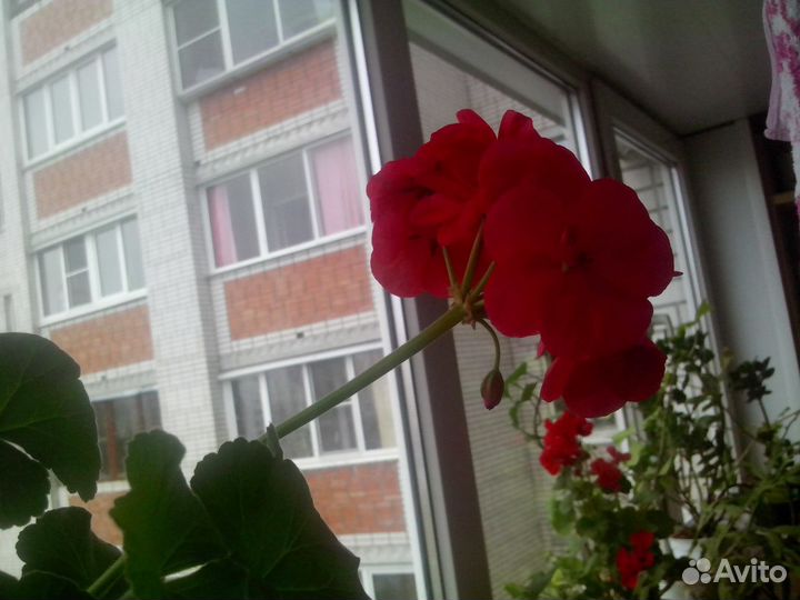 Фиалки и герань