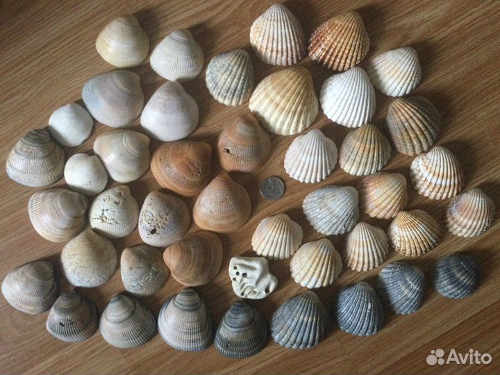 Морские ракушки раковины