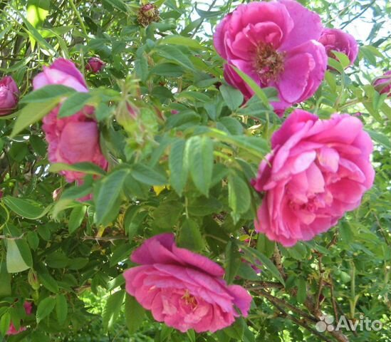 Кустовая роза