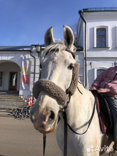 Орловский рысак кобыла