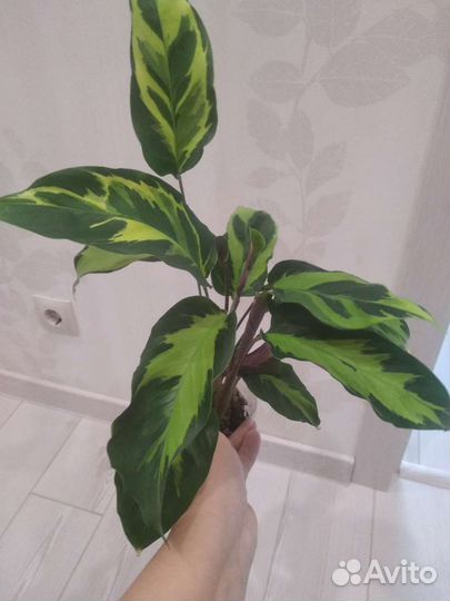 Калатея Елоу Фьюжн