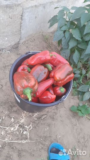 Перец домашний сладкий