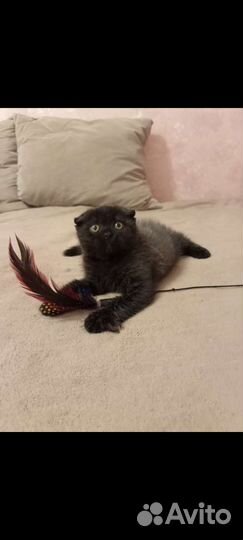 Передержка кошек