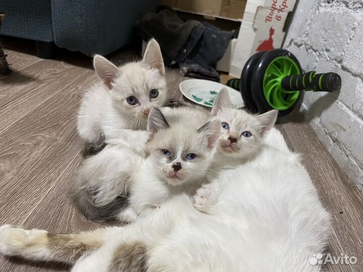 Отдам в добрые руки котят