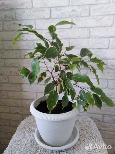 Фикус Бенджамина (2 шт.) - цветы