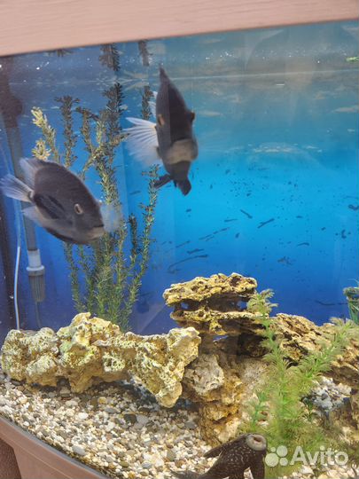 Аквариумные рыбки