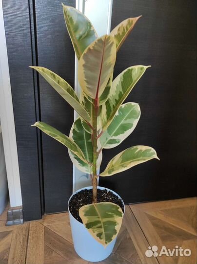 Фикус Эластика Тинеке, аглаонема