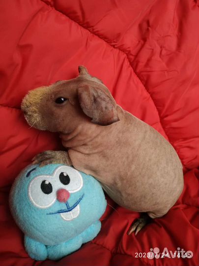 Морская свинка Скинни