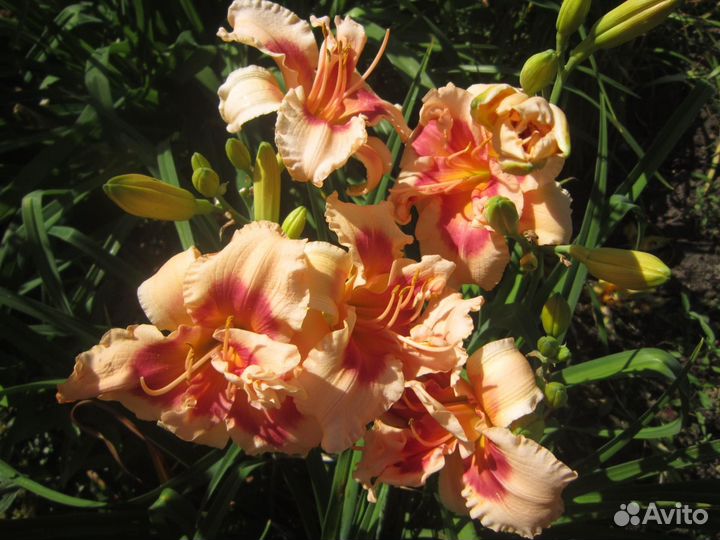 Лилейники и Сибирские ирисы