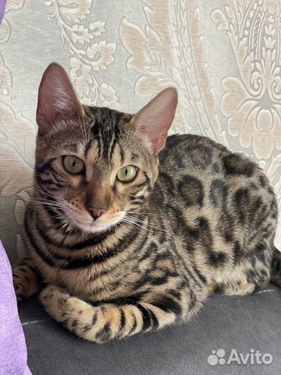 Бенгальская кошечка