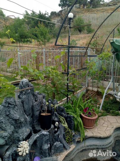 Саженцы винограда