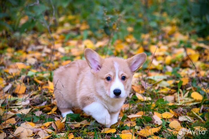 Щенки корги