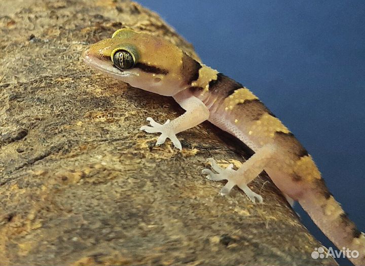 Гекконы Hemidactylus triedrus (кормовые)