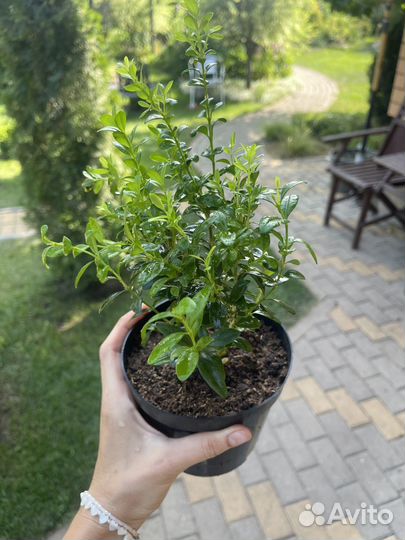 Растения для сада (Самшит )