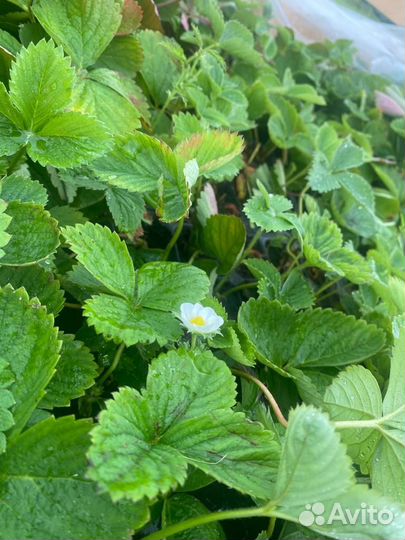 Кассетная рассада клубники сорт - сирия