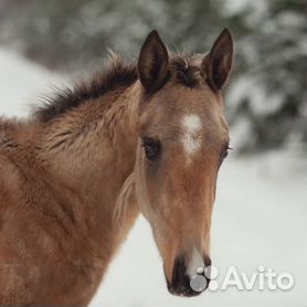 Модели Фото Видео Кастинги Тусовки Съемки Работа | ВКонтакте