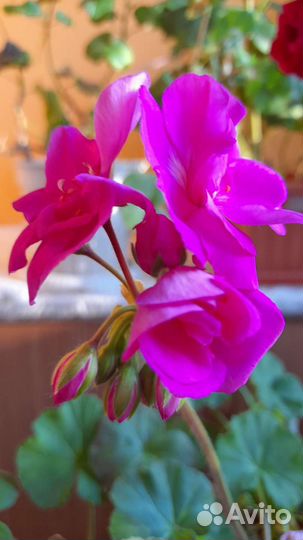 Пеларгония герань