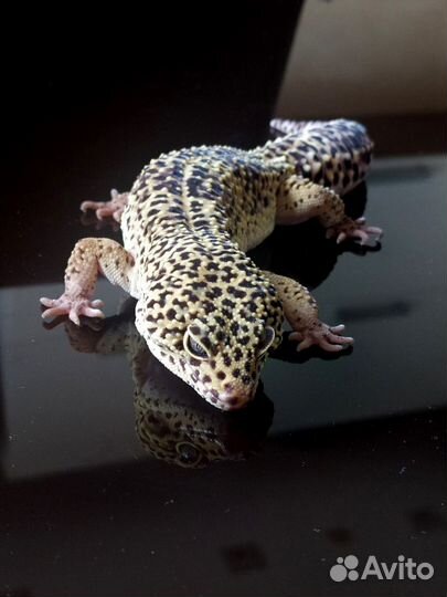 Эублефар самец вязка