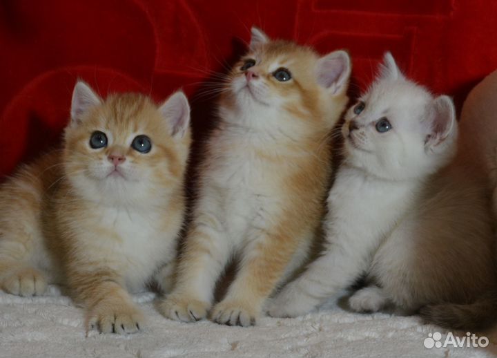 Золотой, кремовый, серебро