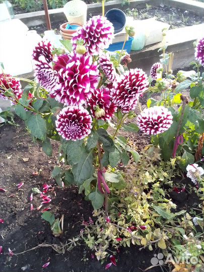 Георгин корень