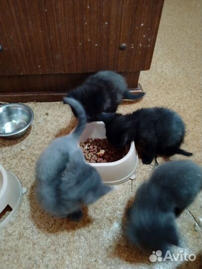 Отдам 4 котят