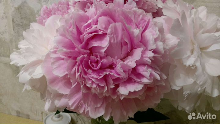 Пион Альберт Крусс