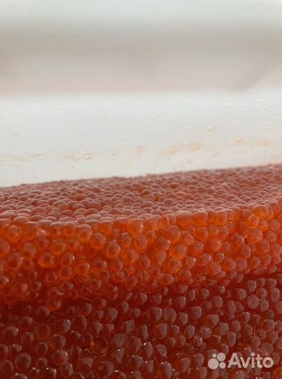 Икра красная 500гр 2023г