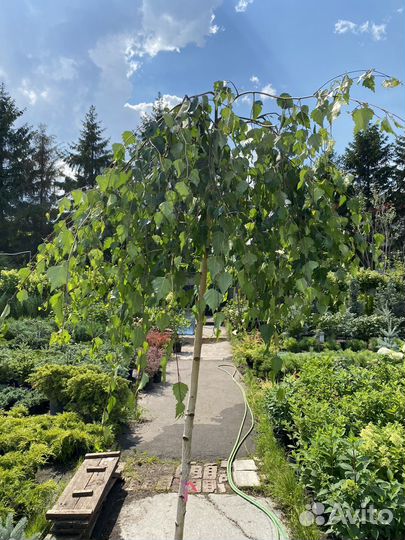 Береза юнги