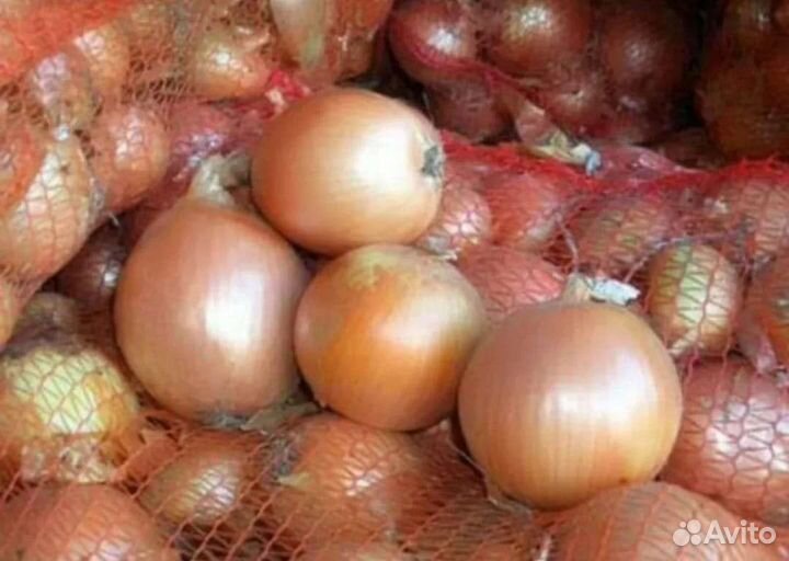 Лук 1 сорт