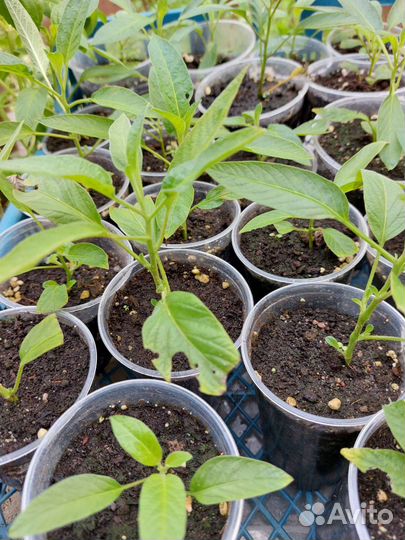 Пепино или дынная груша(черенков мало )