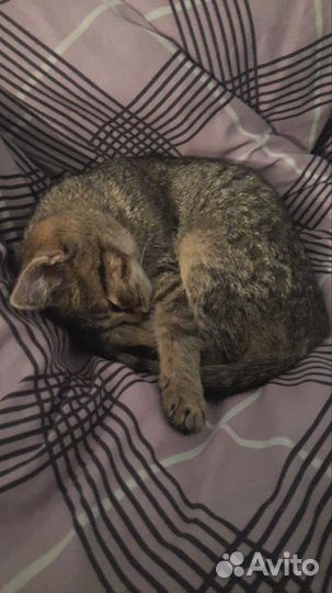 Котёнок девочка